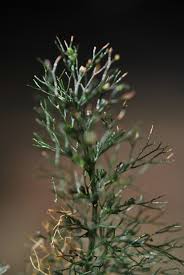 Image result for Abrodictyum