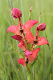 Image result for Disa equestris