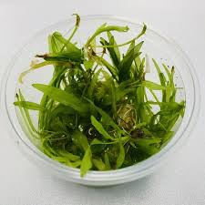 Image result for Ranalisma