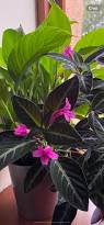 Image result for Ruellia makoyana