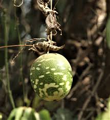 Image result for Lagenaria breviflora