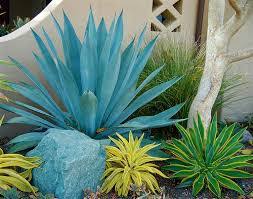 Image result for Agave americana