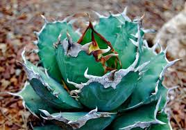 This collection of cacti and succulents is supposed to house over 1000 examples. Facebook