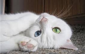 Ada apa dengan mata kucing? Mengapa Kucing Dilahirkan Dengan Mata Yang Berbeza