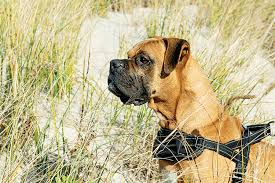 Bestellen sie die neuesten trends von review jetzt online bei anson's! Inside The Underground Pipeline Bringing Pets To Massachusetts