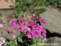 Image result for Cineraria mazoensis