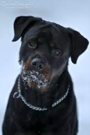 Pin On The Love For A Rottweiler