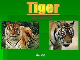 With tiger king shedding light on how big cats can be forced into cruel, unnatural living situations when held in captivity, you can see why it's more important than ever to protect all big cats in the wild and to preserve and restore habitat for these amazing creatures. Tiger King Of The Cats By Ch Ppt Video Online Download