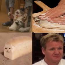 The night before you plan to prepare your dough, mix the following, lightly cover, and set out on the counter overnight Cat Bread Gordon Ramsay Meme Funny Catchymemes