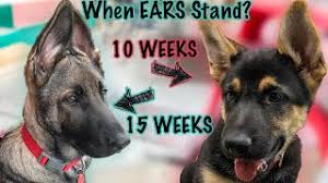Don't panic if your young gsd puppy's ears are doing funky, wobbly things that don't quite fit into i brought allie home at 8 weeks, and those ears still had their ups and downs, but by 10 weeks old, her ears were up permanently. Why German Shepherd Ears Down Youtube