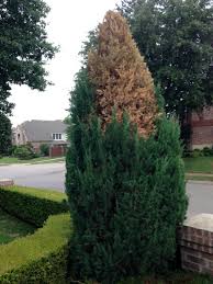 Spartan juniper trees are a densely branched evergreen juniper with a naturally pyramidal growth habit. Juniper Tree Issues 187008 Ask Extension