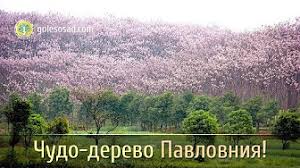 У рода лобелия завязь всегда двухгнёздная, а венчики зигоморфные. Share Your Videos With Friends Family And The World