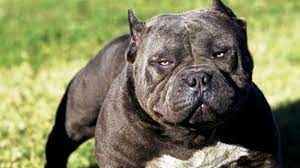 25 Most Dangerous Dog Breeds Pictolic