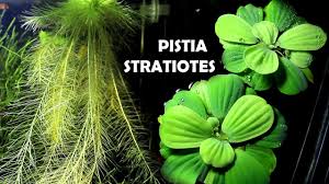 Image result for Pistia