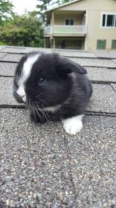 Black And White Holland Lop Bunnies Black Vienna Marked Baby Holland Lop Check Out More Bunnies For Sale At Bluecloverrabbitry Weebly Com Cute Bunny Pictures Baby Animals Funny Cute Baby Animals