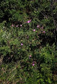 Image result for Antherotoma senegambiensis