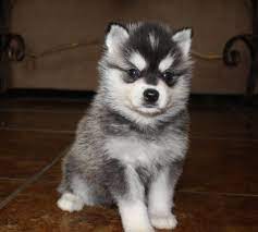 Pin By Dog Lover On Alaskan Klee Kai Alaskan Klee Kai Rare Dog Breeds Alaskan Klee Kai Puppy