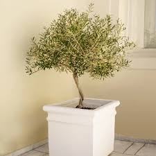 Frantoio Olive Trees For Sale Fastgrowingtrees Com Olive Trees For Sale Olive Tree Fast Growing Trees