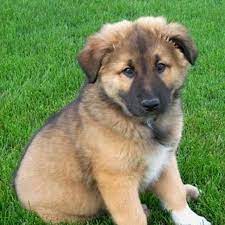 German Shepard Border Collie Mix This Is The Type Of Dog I Want Shepherd Mix Puppies Puppy Dog Pictures Lab Mix Puppies