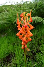 Image result for Disa robusta