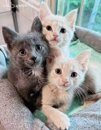 Home invader gets his justice served by a dog 🫡