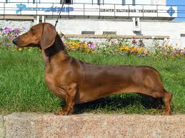 The most wiener families were found in the usa in 1920. Dachshund Wikipedia