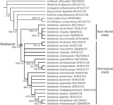 Image result for Sesbania quadrata