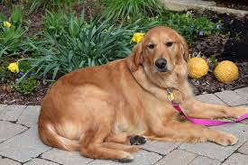 Golden retrievers can be a great family dog for an active family due to their high energy levels, but also calm natures and intelligence. As Good As Gold Golden Retriever Rescue Of Illinoisplans For The 2021 Rescue Calendar Are Underway As Good As Gold Golden Retriever Rescue Of Illinois