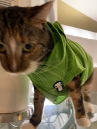 Patches Dream In 2020 Dream Team Cat Patch Cute Little Animals