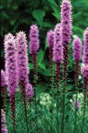 Blazing Star Flower Pictures Best Flower Wallpaper