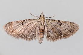 Image result for Eupithecia subumbrata