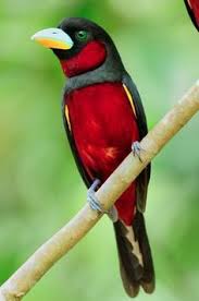 Black Bird With White Chest And Orange Beak Pin On Madarak