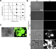 In a point mutation, this would have the worst effect on the function of the protein. Liquid Liquid Phase Separation Of Full Length Prion Protein Initiates Conformational Conversion In Vitro Journal Of Biological Chemistry