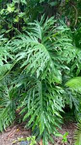 Image result for Thaumatophyllum