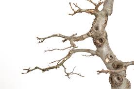 Wenn ein ficusbonsai gelbe blätter bekommt oder sie abwirft. Bonsai Blattverlust