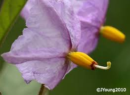 Image result for Solanum campylacanthum 'panduriforme type'
