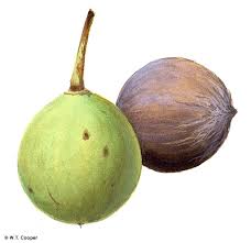 Image result for Calophyllum inophyllum