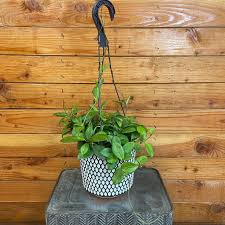 Image result for Heinsenia