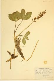 Image result for Menyanthaceae