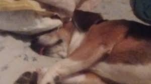 Grieving pet owners have a compromised support system if family and friends fail to understand the significance of their loss.2 these experiences tend to invalidate their grief and incite fear of being judged.3. Off Topic My Dog Just Died Forum Path Of Exile