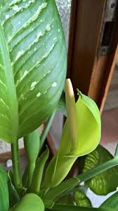 Image result for dieffenbachia flower