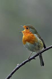 Birds Chirping In The Morning Meme Singing A Happy Song Pretty Birds Birds Beautiful Birds