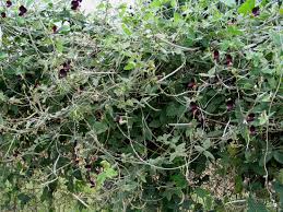 Image result for Macroptilium atropurpureum