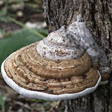 Image result for Ganoderma applanatum