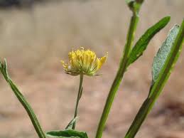 Image result for Calostephane divaricata