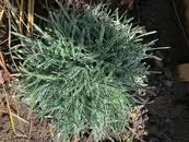 Image result for Ficinia