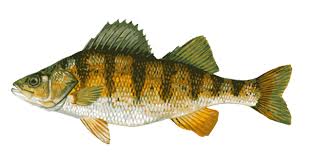 Black And Yellow Fish Drawing Great Clip Art Of Freshwater Fish Watercolor Fish Perch Fishing Fish Illustration