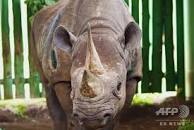 世界最高齢」のクロサイが死ぬ、57歳 タンザニア 写真2枚 国際 ...