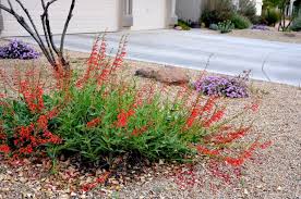 Sow seed in fall or cold stratify. Firecracker Penstemon Archives Page 2 Of 2 Desert Gardening 101