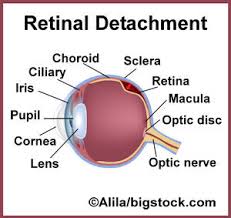 Essential Oils Improving Eyesight Terra Essential Oils Essential Oils Essential Oil Books